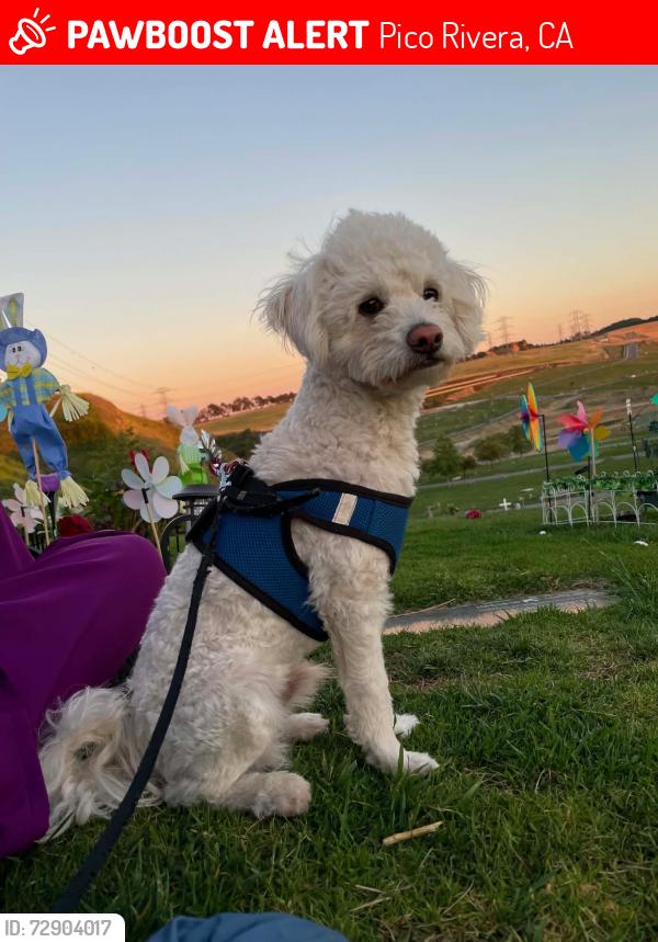 Lost Male Dog last seen Washington and Rosemead , Pico Rivera, CA 90660