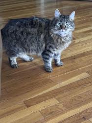 Lost Female Cat last seen Near Sophia Ave , Los Angeles, CA 91343