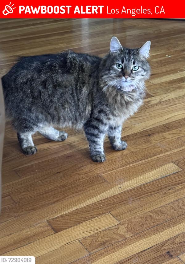 Lost Female Cat last seen Near Sophia Ave , Los Angeles, CA 91343