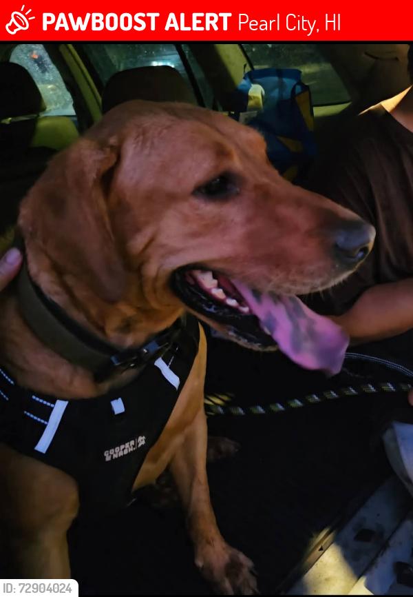 Lost Male Dog last seen Aupaka St., Pearl City, HI 96782