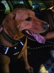 Lost Male Dog last seen Aupaka St., Pearl City, HI 96782