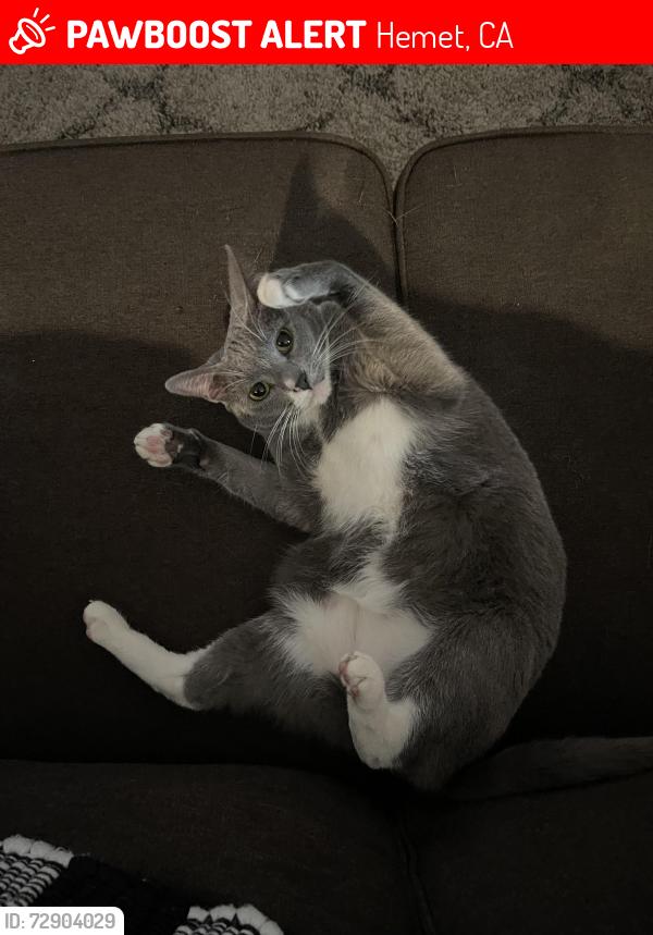 Lost Female Cat last seen eyebright street and hydrangea street, Hemet, CA 92543