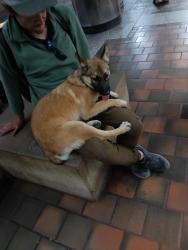 Found/Stray Female Dog last seen 7th St / Figeroa, Los Angeles, CA 90017