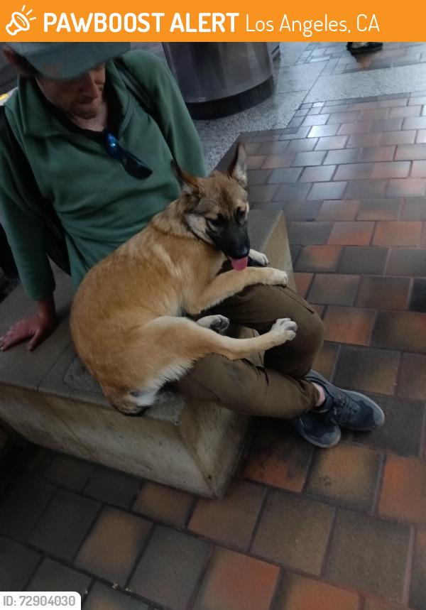 Found/Stray Female Dog last seen 7th St / Figeroa, Los Angeles, CA 90017