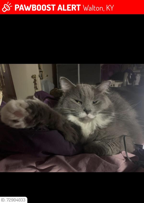 Lost Female Cat last seen Near Cauthen Run or Boone Lake , Walton, KY 41094