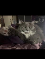 Lost Female Cat last seen Near Cauthen Run or Boone Lake , Walton, KY 41094