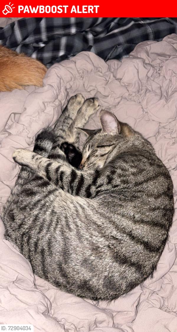 Lost Female Cat last seen Smokey lane North Little Rock Ar 72117, North Little Rock, AR 72117