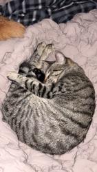 Lost Female Cat last seen Smokey lane North Little Rock Ar 72117, North Little Rock, AR 72117