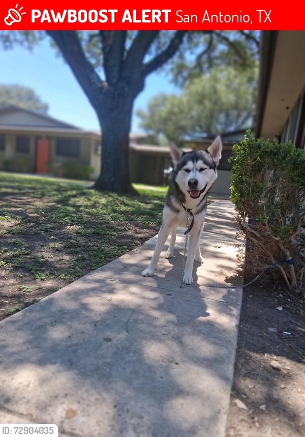 Lost Male Dog last seen Faidale and rittiman, San Antonio, TX 78218