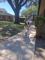 Lost Male Dog last seen Faidale and rittiman, San Antonio, TX 78218