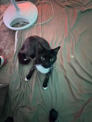 Lost Male Cat last seen mozart ballfield, Wheeling, WV 26003