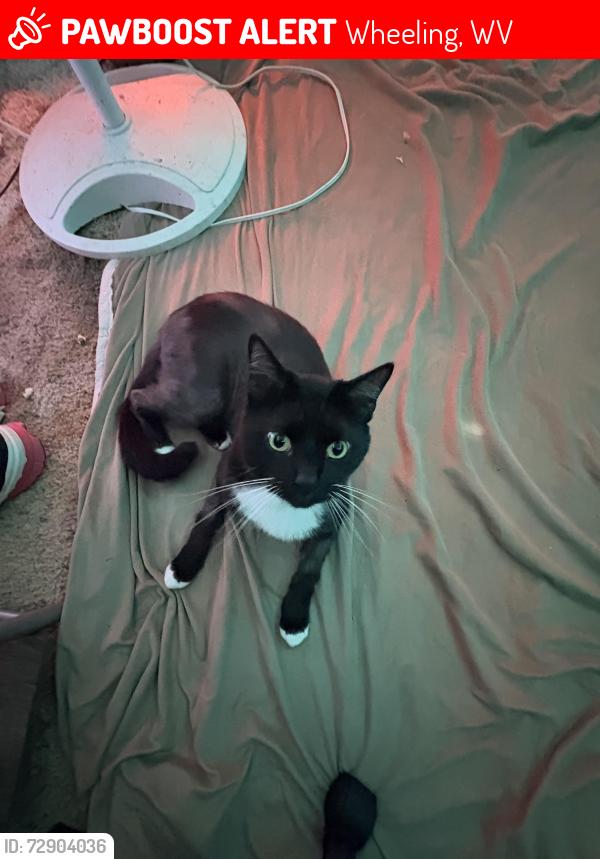 Lost Male Cat last seen mozart ballfield, Wheeling, WV 26003