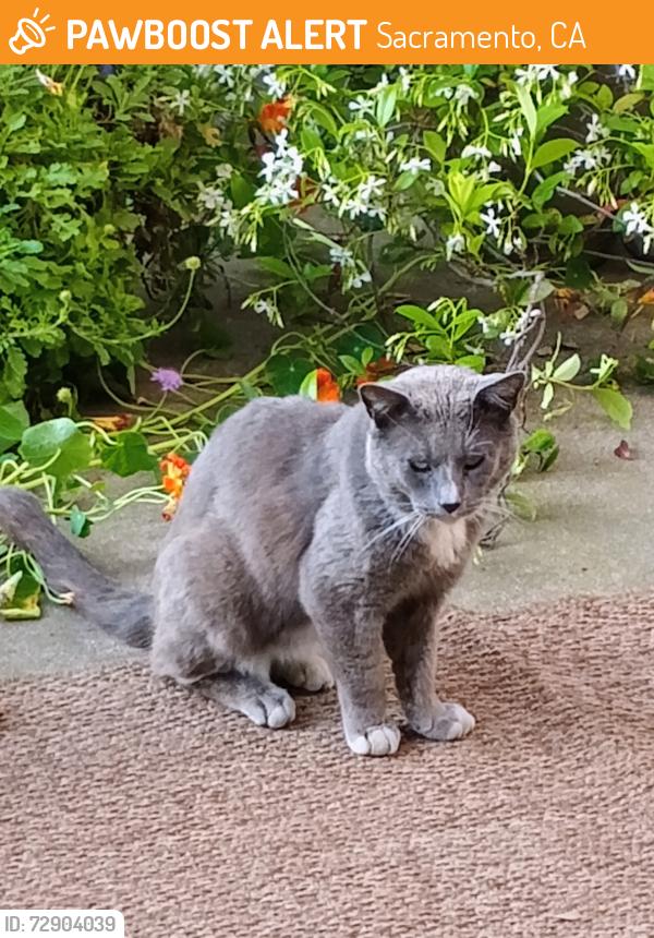 Found/Stray Unknown Cat last seen Stockton , Sacramento, CA 95817