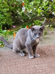 Found/Stray Unknown Cat last seen Stockton , Sacramento, CA 95817