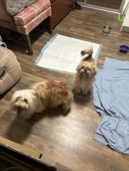 Found/Stray Male Dog last seen Saint Mary’s park sf, San Francisco, CA 94110