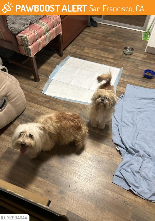 Found/Stray Male Dog last seen Saint Mary’s park sf, San Francisco, CA 94110