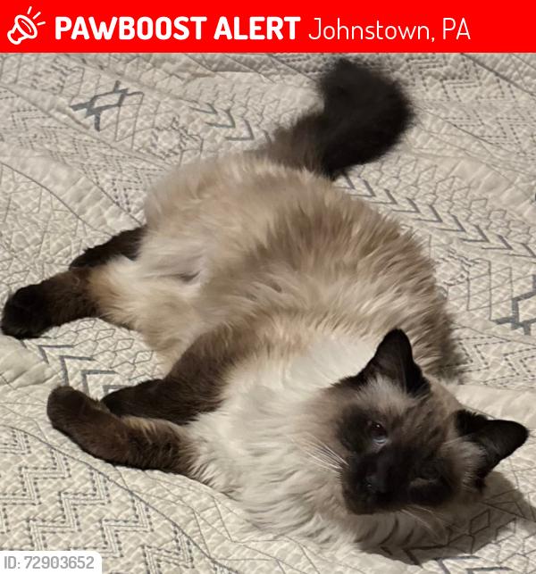 Lost Male Cat last seen McMillen and Messenger | 505r McMillen back yard, Johnstown, PA 15902