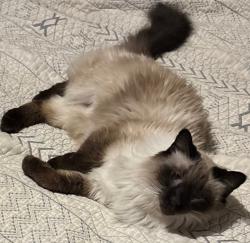 Lost Male Cat last seen McMillen and Messenger | 505r McMillen back yard, Johnstown, PA 15902