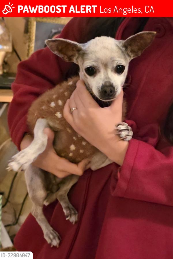Lost Female Dog last seen Near w 110 street, Los Angeles, CA 90044
