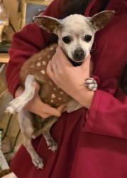 Lost Female Dog last seen Near w 110 street, Los Angeles, CA 90044
