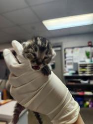 Shelter Stray Male Cat last seen Near BLOCK COUGAR RD, Jacksonville, FL 32204