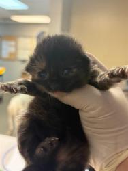 Shelter Stray Female Cat last seen Near BLOCK BROADWAY, Jacksonville, FL 32204