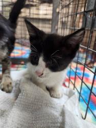 Shelter Stray Male Cat last seen Near BLOCK W 8TH, Jacksonville, FL 32204