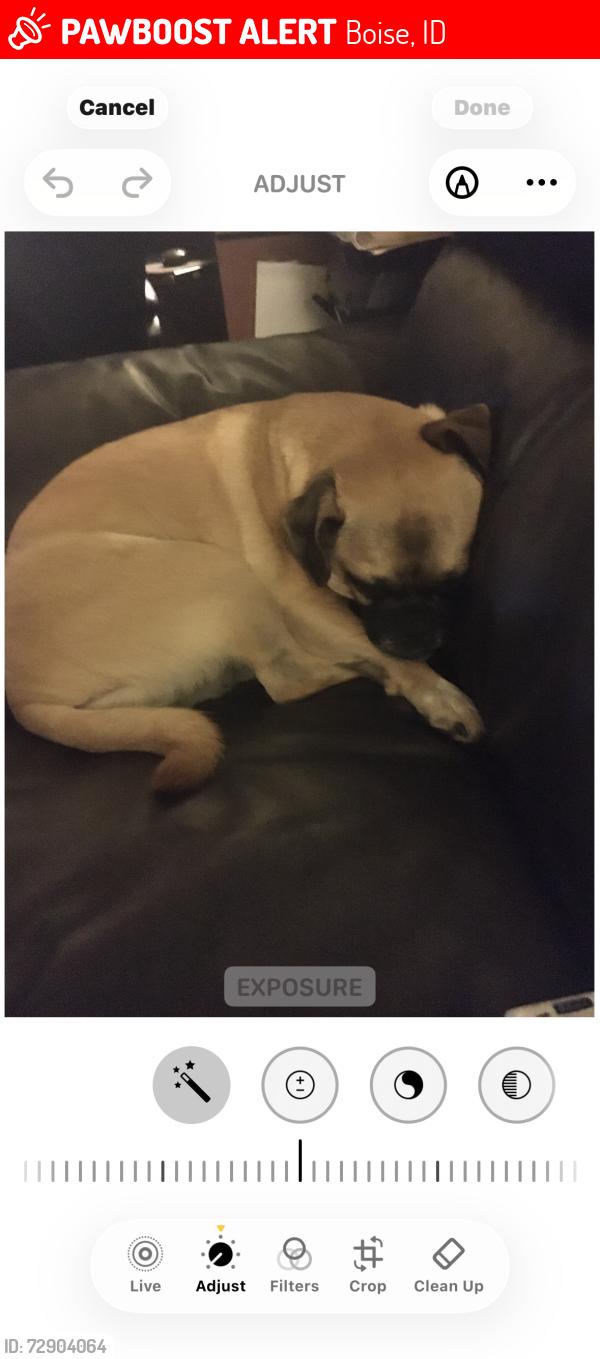 Lost Female Dog last seen Overland, Boise, ID 83709
