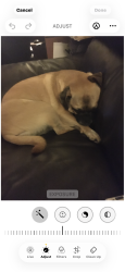 Lost Female Dog last seen Overland, Boise, ID 83709