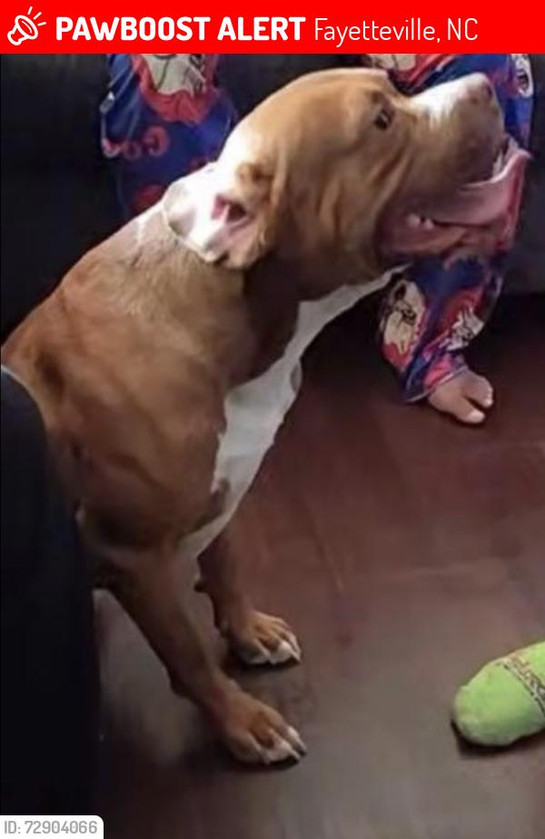 Lost Male Dog last seen SeaBrook Rd , Fayetteville, NC 28311