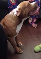 Lost Male Dog last seen SeaBrook Rd , Fayetteville, NC 28311