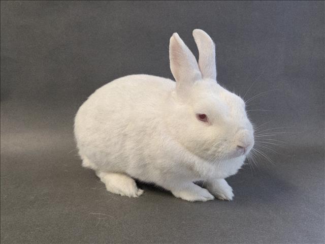 Shelter Stray Female Other last seen , Los Angeles, CA 90025