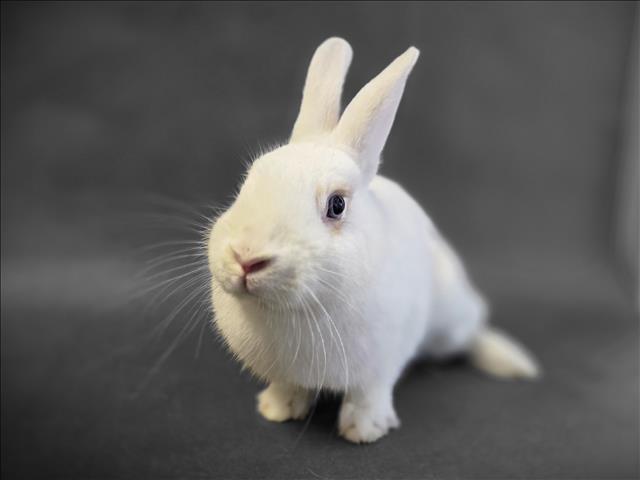 Shelter Stray Female Other last seen , Los Angeles, CA 90025