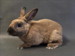 Shelter Stray Male Other last seen , Los Angeles, CA 90025