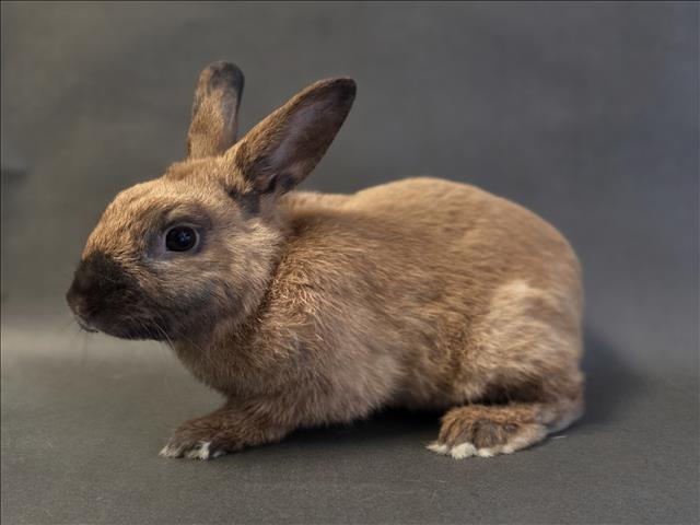 Shelter Stray Male Other last seen , Los Angeles, CA 90025