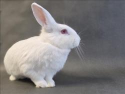 Shelter Stray Female Other last seen , Los Angeles, CA 90025