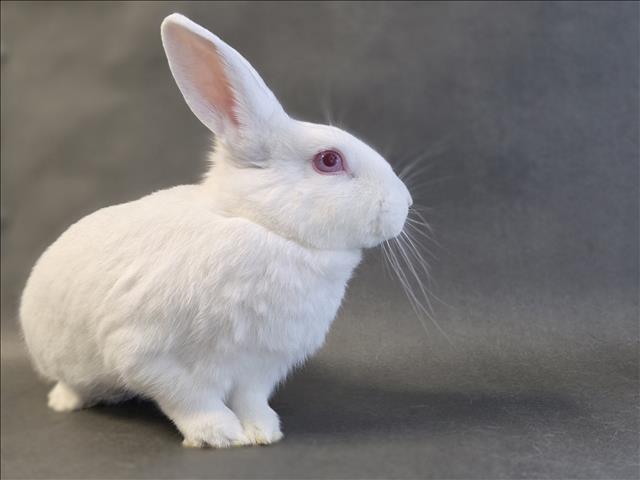 Shelter Stray Female Other last seen , Los Angeles, CA 90025