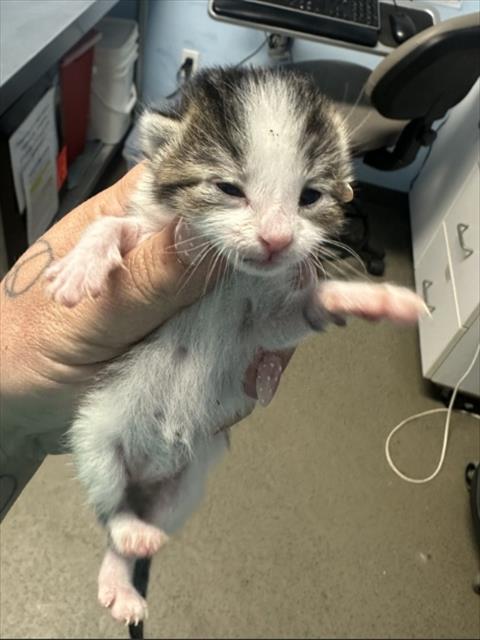 Shelter Stray Female Cat last seen BARNETT ST, BAKERSFIELD CA 93308, Bakersfield, CA 93308