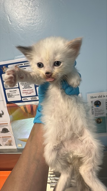 Shelter Stray Female Cat last seen Near BLOCK MISSION ST, BAKERSFIELD CA 93307, Bakersfield, CA 93308