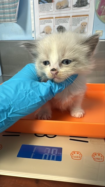 Shelter Stray Female Cat last seen Near BLOCK MISSION ST, BAKERSFIELD CA 93307, Bakersfield, CA 93308