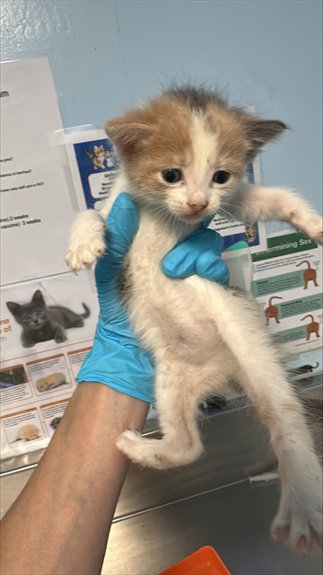 Shelter Stray Female Cat last seen Near BLOCK MISSION ST, BAKERSFIELD CA 93307, Bakersfield, CA 93308