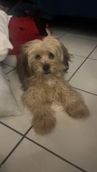 Reunited Female Dog last seen Washington and Marion , Las Vegas, NV 89110