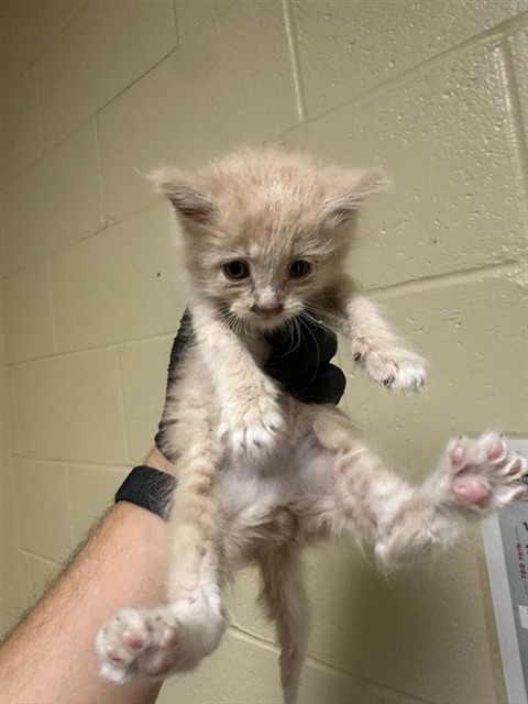 Shelter Stray Male Cat last seen MCMAHON DR & 64TH ST, Sacramento, CA 95818
