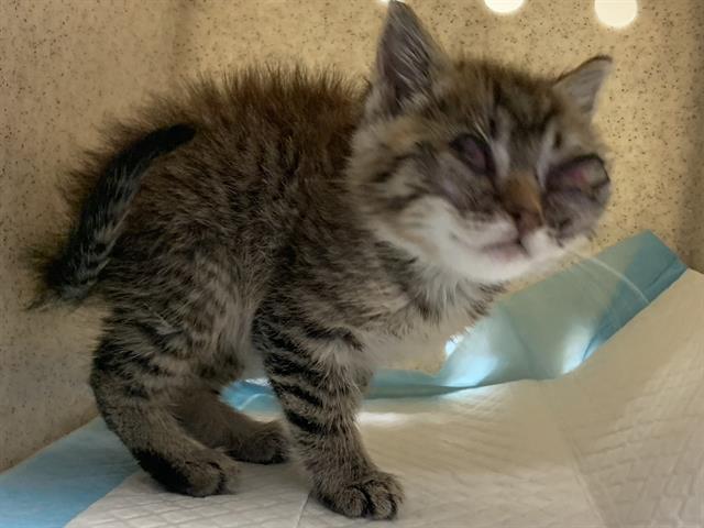 Shelter Stray Male Cat last seen 19TH AVE & 33RD ST, Sacramento, CA 95818
