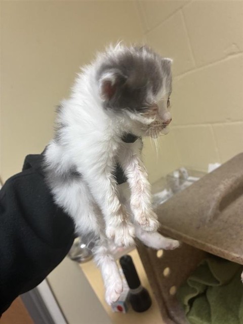 Shelter Stray Male Cat last seen RANCHO ROBLE WAY & BINGHAMTON DR, Sacramento, CA 95818