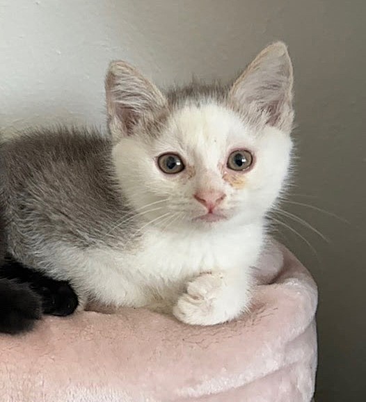 Shelter Stray Male Cat last seen 22ND ST & BLUES ALY, Sacramento, CA 95818