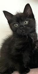 Shelter Stray Female Cat last seen 22ND ST & BLUES ALY, Sacramento, CA 95818
