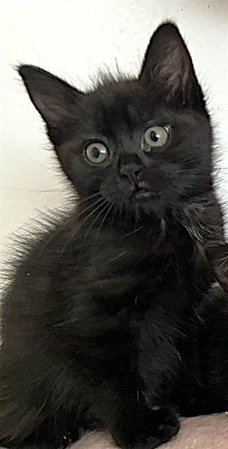 Shelter Stray Female Cat last seen 22ND ST & BLUES ALY, Sacramento, CA 95818