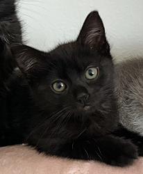 Shelter Stray Female Cat last seen 22ND ST & BLUES ALY, Sacramento, CA 95818