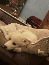 Lost Female Dog last seen Walmart , Westheimer Lakes North, TX 77494